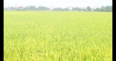 Sabah pirinç tarlası