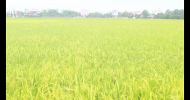 Sabah pirinç tarlası