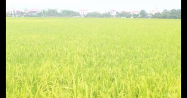 Sabah pirinç tarlası