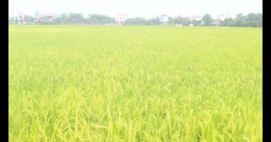 Sabah pirinç tarlası