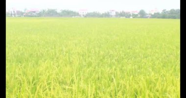 Sabah pirinç tarlası