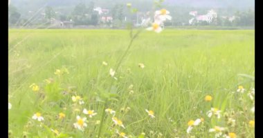 Beyaz kasımpatı yol kenarı.