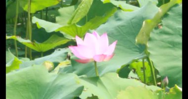 Sabahları nilüfer göleti