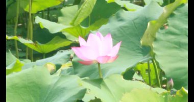 Sabahları nilüfer göleti