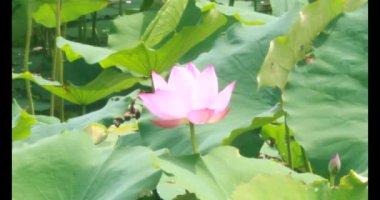 Sabahları nilüfer göleti