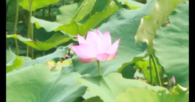 Sabahları nilüfer göleti