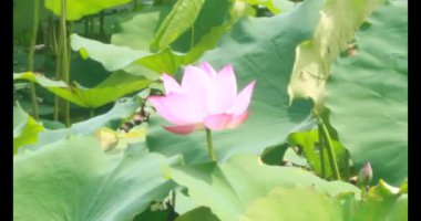 Sabahları nilüfer göleti