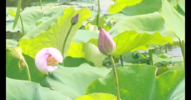 Sabahları nilüfer göleti