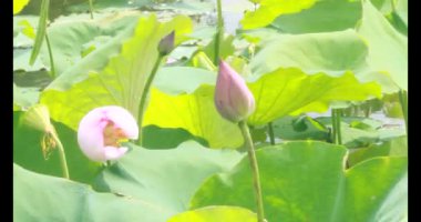 Sabahları nilüfer göleti