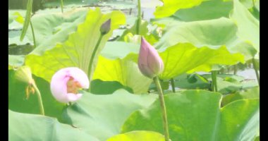 Sabahları nilüfer göleti