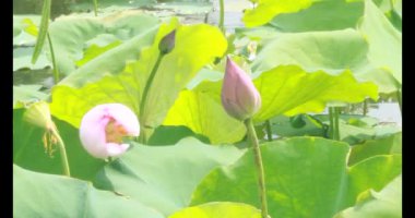 Sabahları nilüfer göleti