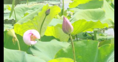 Sabahları nilüfer göleti