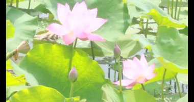 Sabahları nilüfer göleti