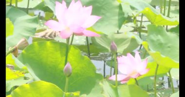 Sabahları nilüfer göleti