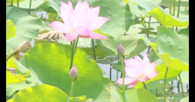 Sabahları nilüfer göleti