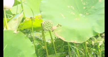 Sabahları nilüfer göleti