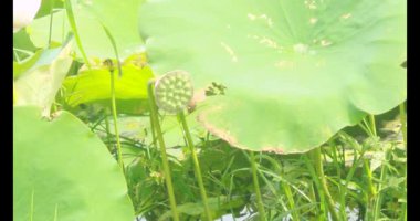 Sabahları nilüfer göleti