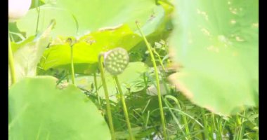 Sabahları nilüfer göleti