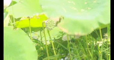 Sabahları nilüfer göleti