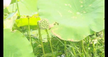 Sabahları nilüfer göleti