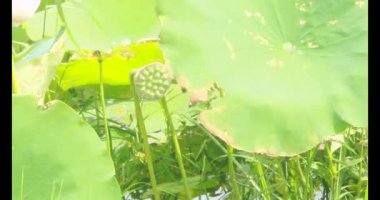 Sabahları nilüfer göleti