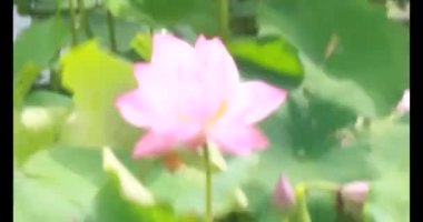 Sabahları nilüfer göleti