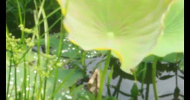 Sabahları nilüfer göleti