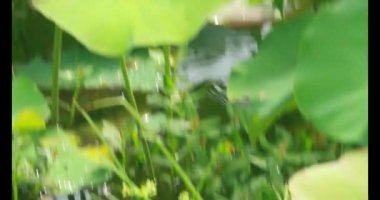 Sabahları nilüfer göleti