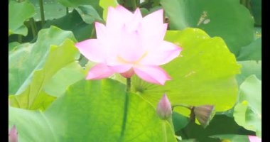 Sabahları nilüfer göleti