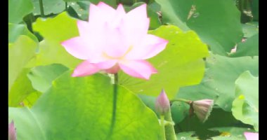 Sabahları nilüfer göleti