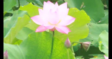 Sabahları nilüfer göleti