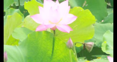 Sabahları nilüfer göleti