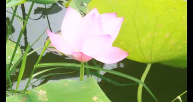 Sabahları nilüfer göleti