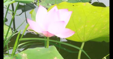 Sabahları nilüfer göleti