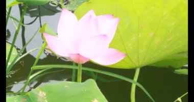 Sabahları nilüfer göleti