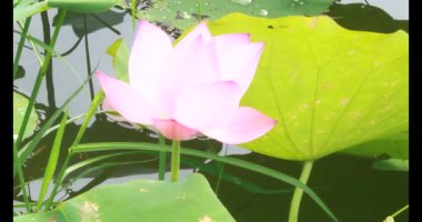 Sabahları nilüfer göleti