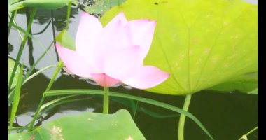 Sabahları nilüfer göleti