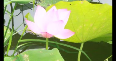 Sabahları nilüfer göleti