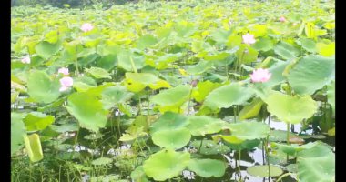 Sabahları nilüfer göleti