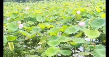 Sabahları nilüfer göleti