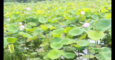 Sabahları nilüfer göleti