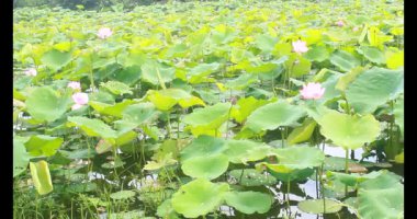 Sabahları nilüfer göleti