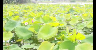 Sabahları nilüfer göleti