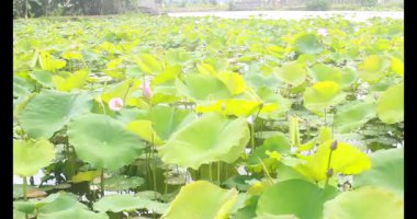 Sabahları nilüfer göleti