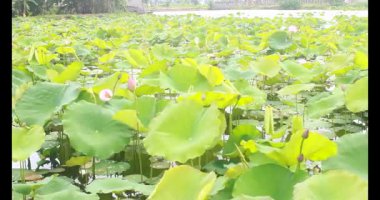 Sabahları nilüfer göleti