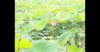 Sabahları nilüfer göleti