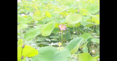 Sabahları nilüfer göleti