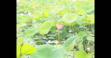 Sabahları nilüfer göleti
