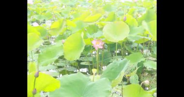 Sabahları nilüfer göleti