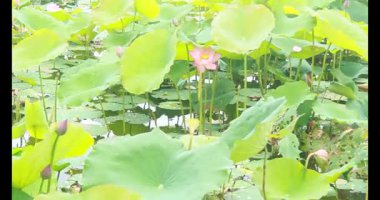 Sabahları nilüfer göleti